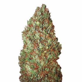 Sour Diesel CBD+ > CBD+ Buds